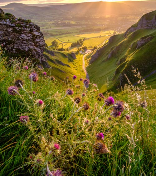 sunset over lush valley with wildflowers and rolling hills showcasing nature's beauty and vibrant colors two fields two hills